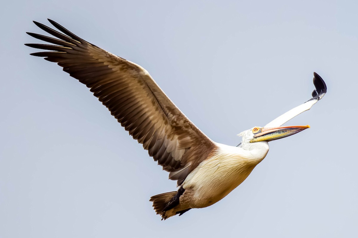 Pelikano tantoduna - ML644866522