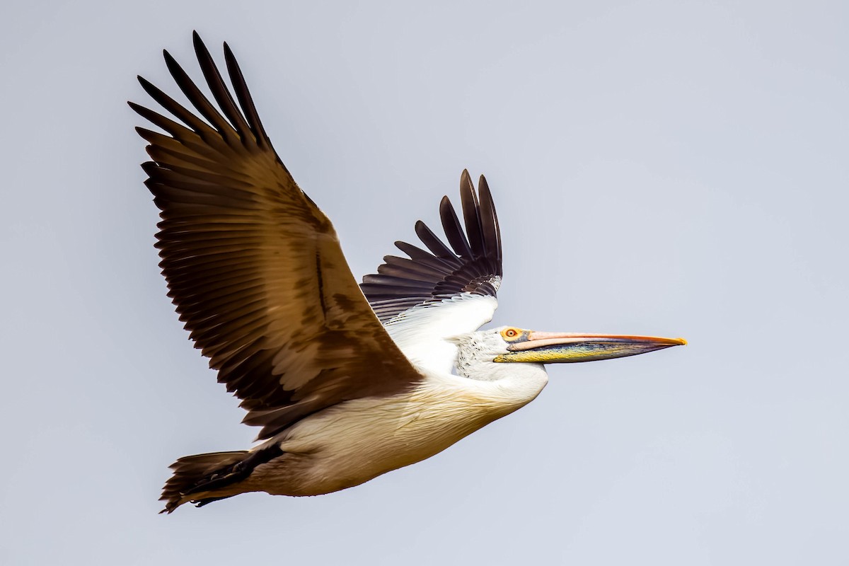 Pelikano tantoduna - ML644866523