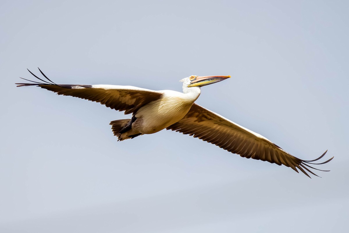 Pelikano tantoduna - ML644866524