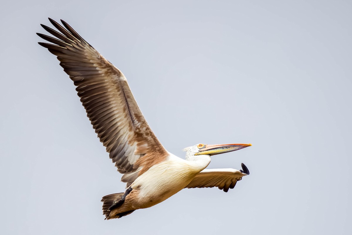 Pelikano tantoduna - ML644866525