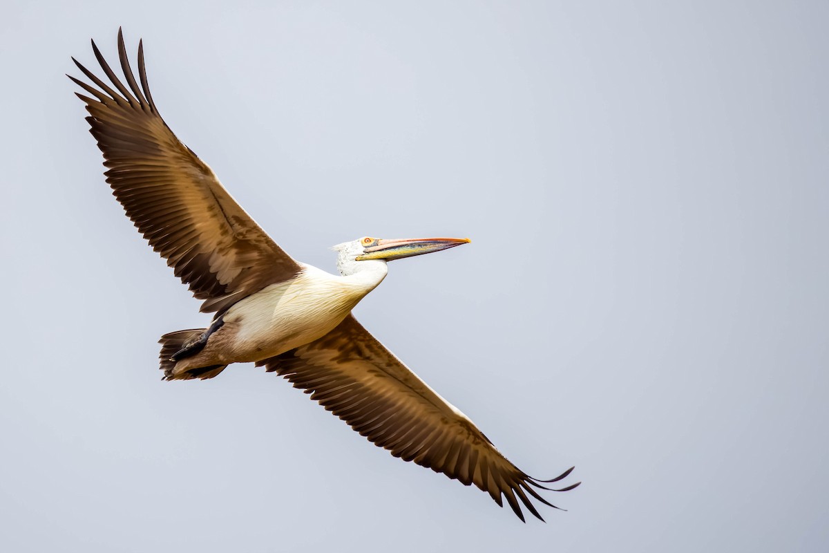 Pelikano tantoduna - ML644866526