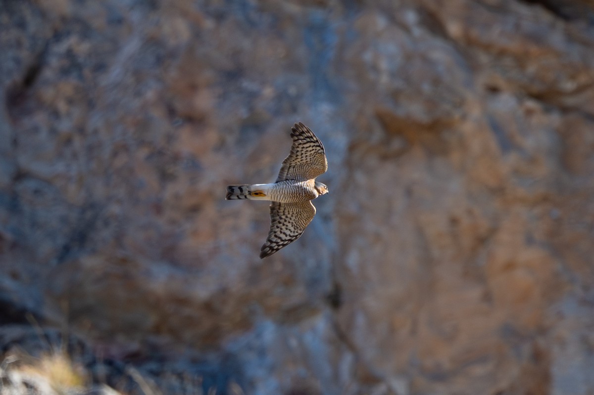 Hen Harrier - ML644866537
