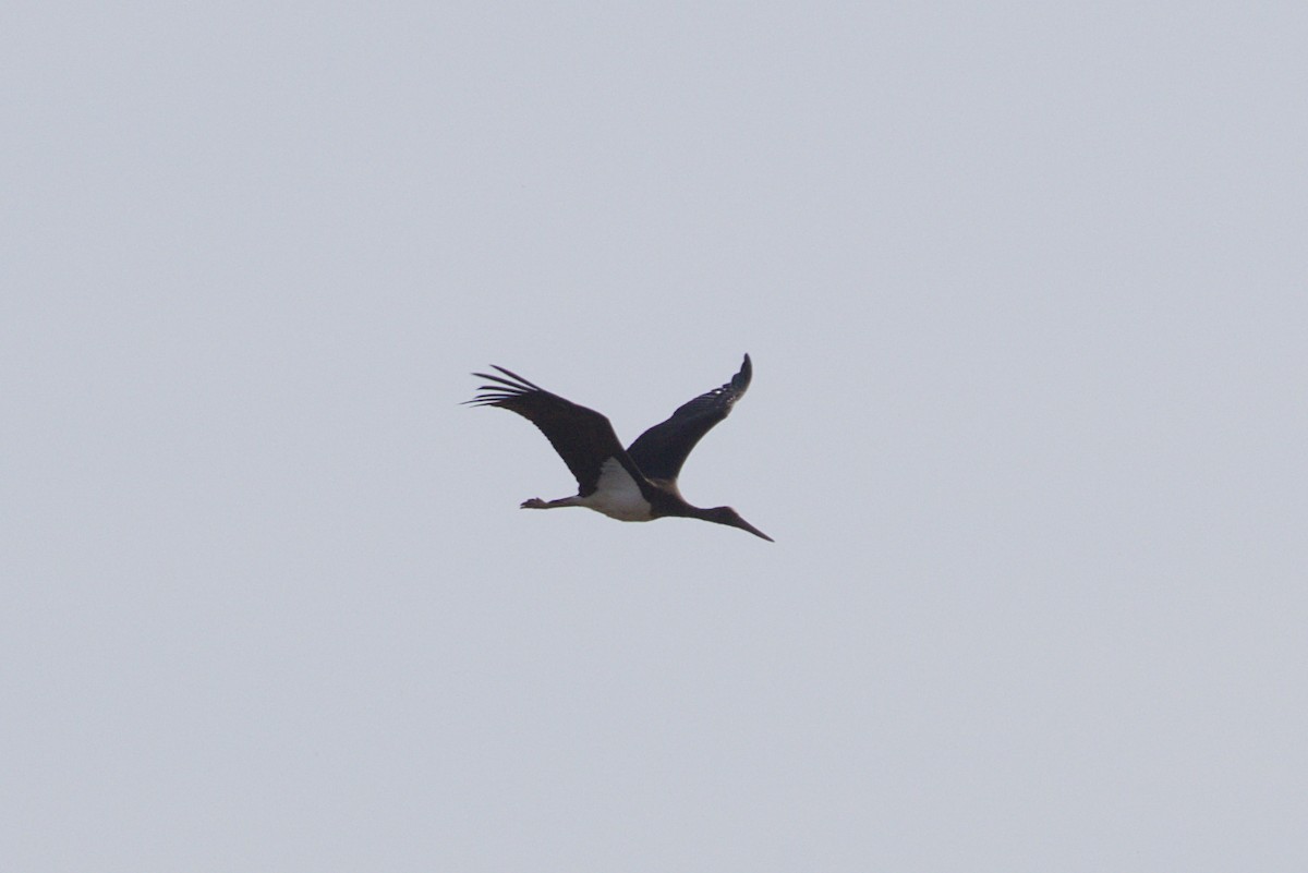 Black Stork - ML644866546