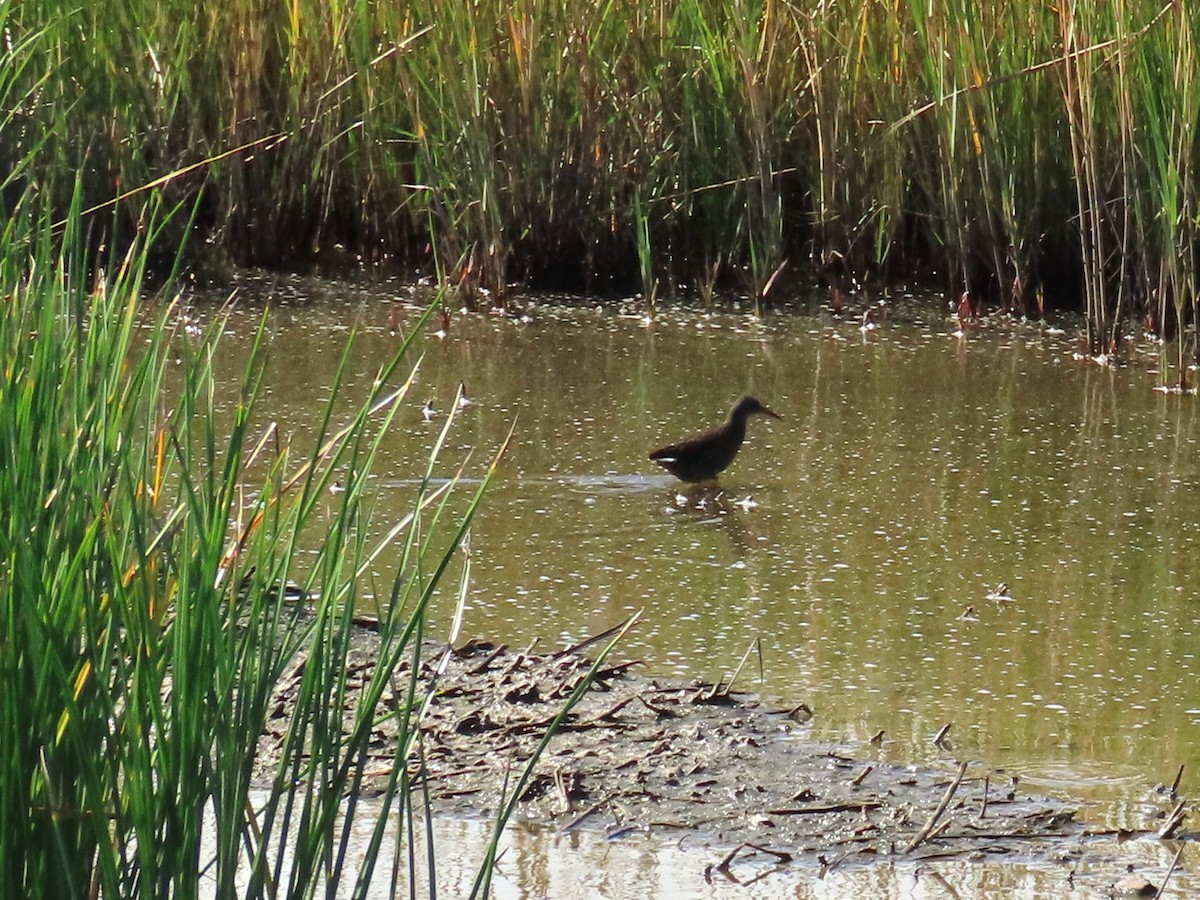 chřástal virginský - ML644866578