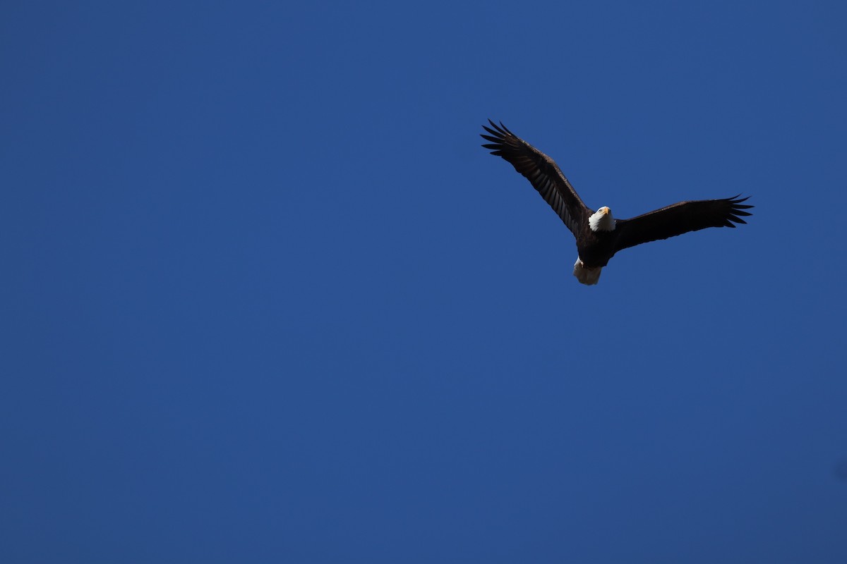 Bald Eagle - ML644866584