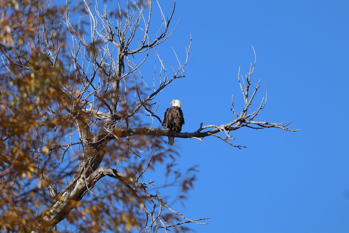 Bald Eagle - ML644866585
