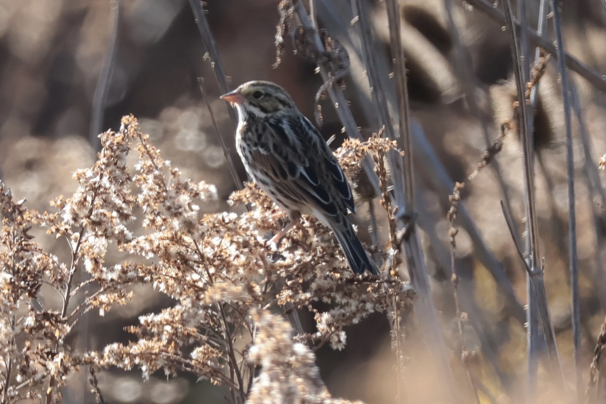 Savannah Sparrow - ML644866589