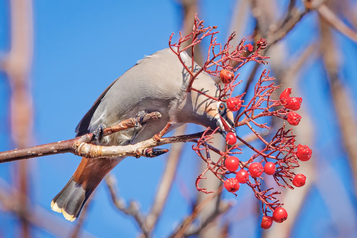 Bohemian Waxwing - ML644866619