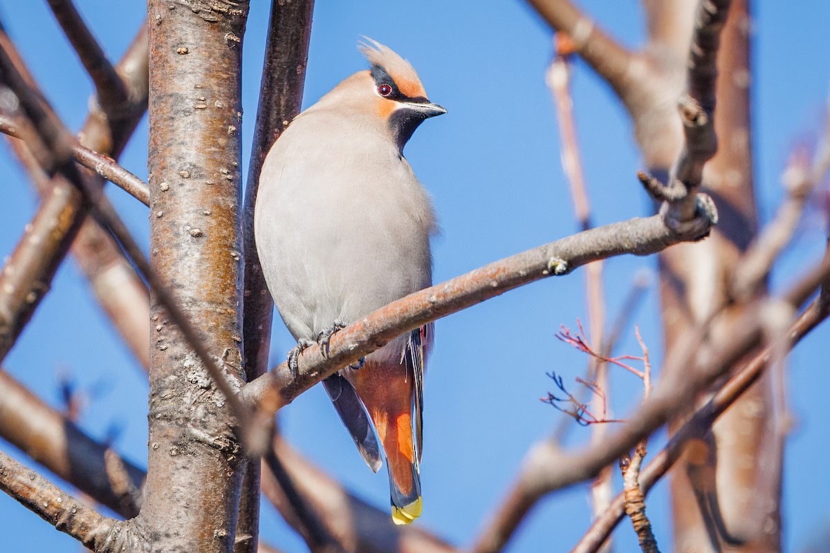 Bohemian Waxwing - ML644866620