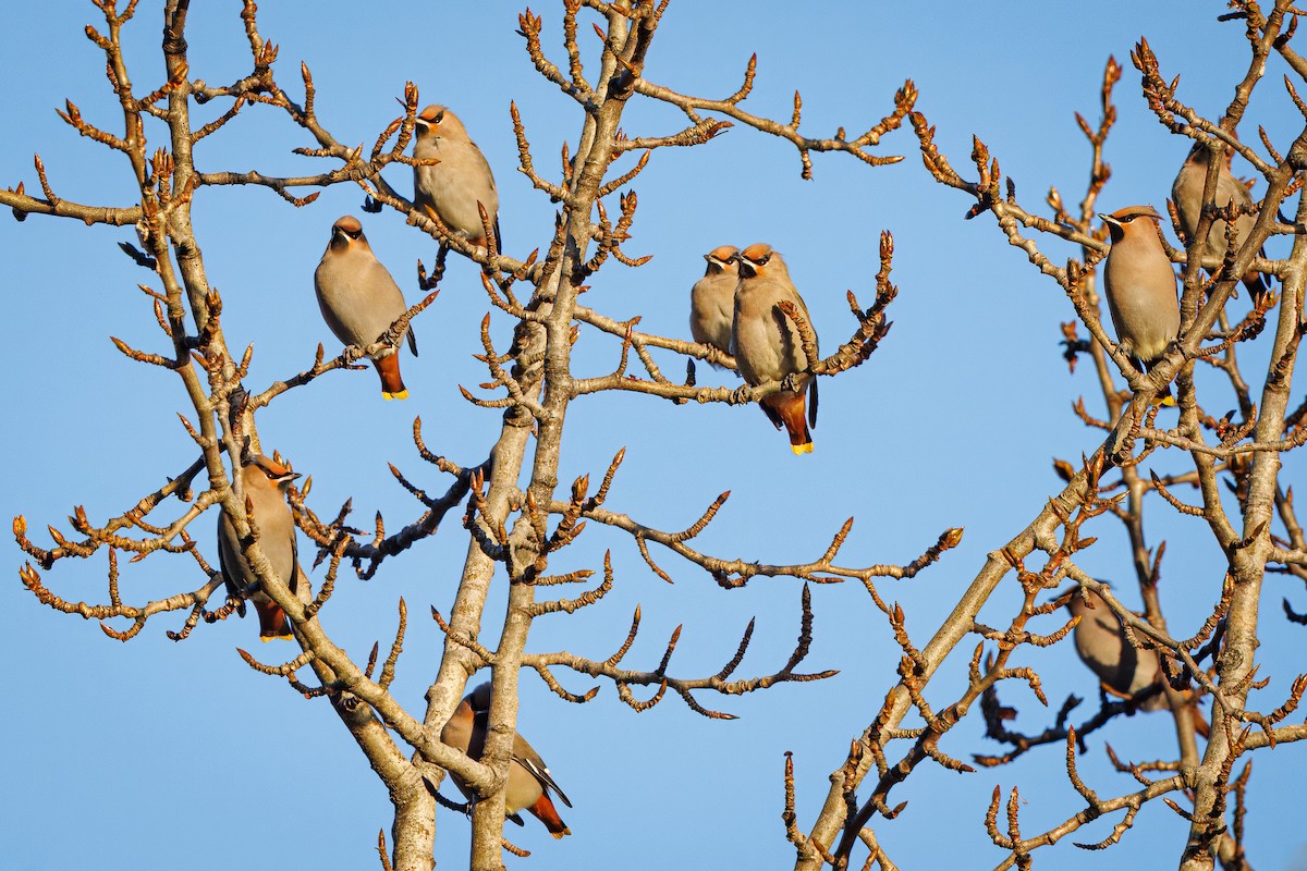 Bohemian Waxwing - ML644866621
