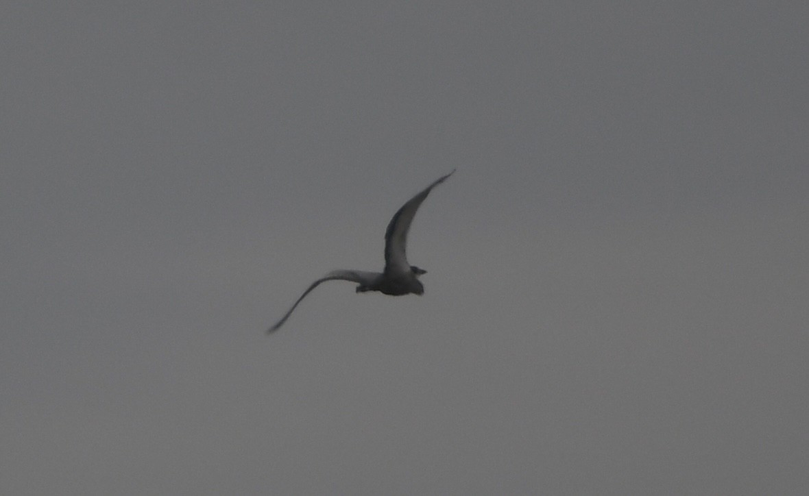 Héron mélanocéphale - ML644866630