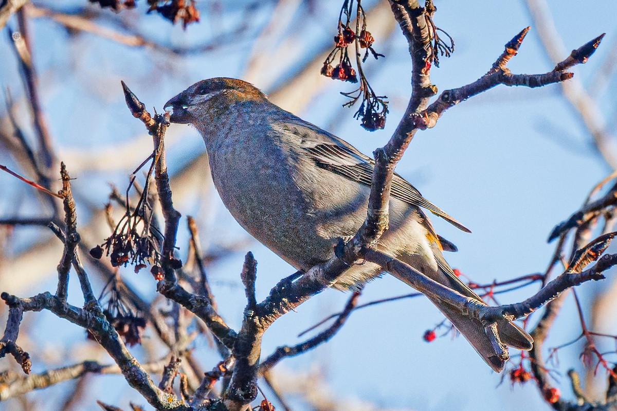 Pine Grosbeak - ML644866631