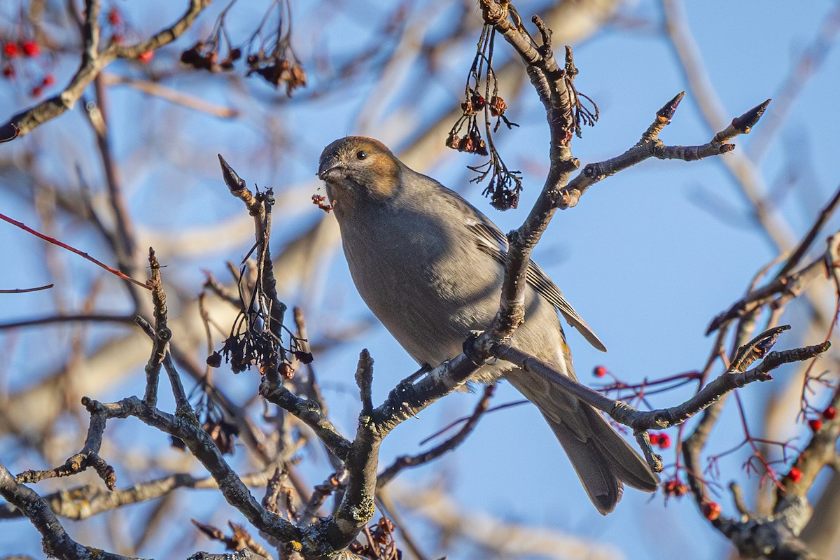 Pine Grosbeak - ML644866632