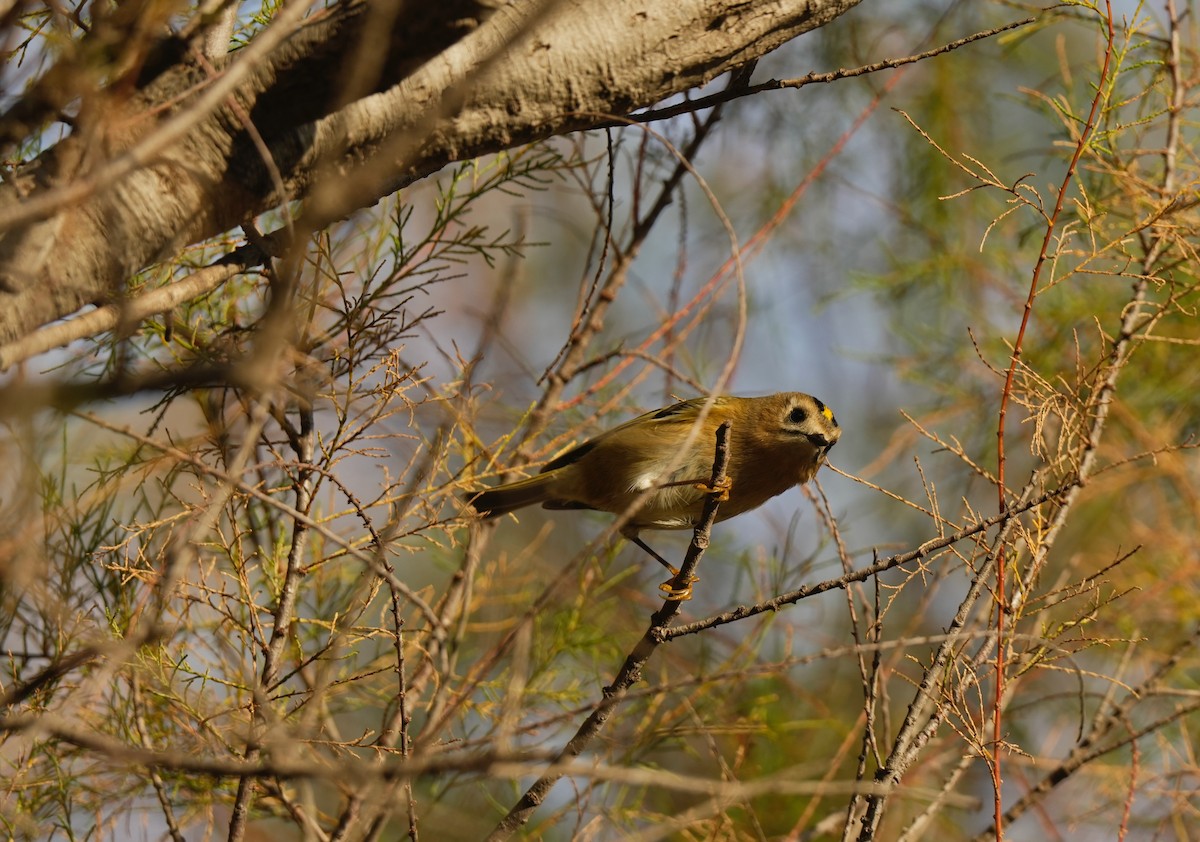 Goldcrest - ML644866637