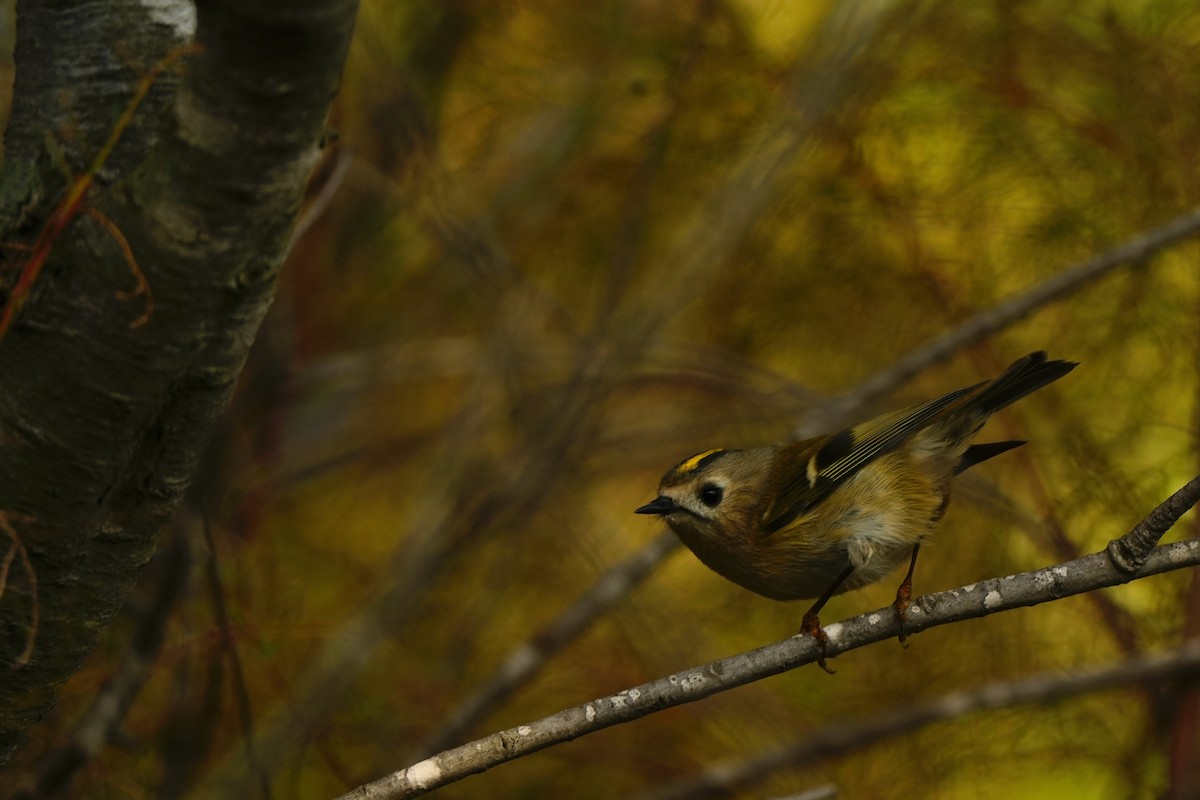 Goldcrest - ML644866638