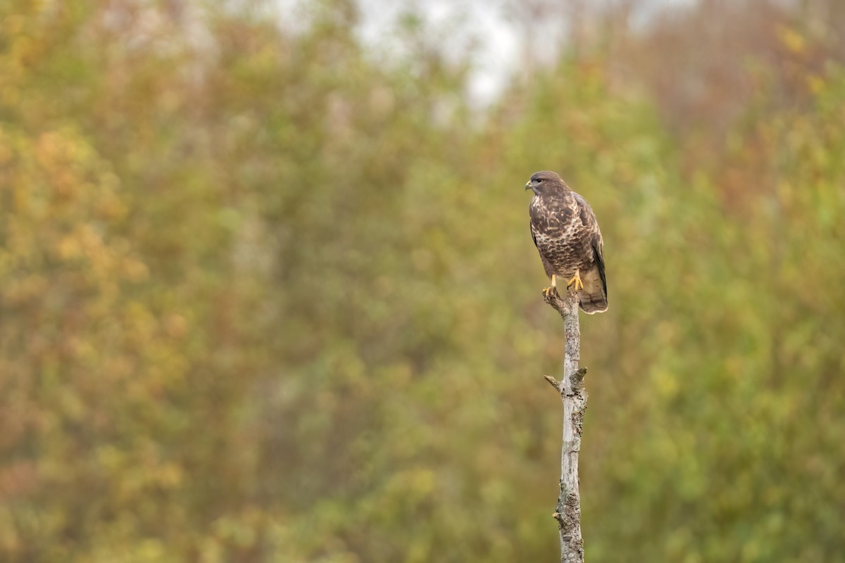 Common Buzzard - ML644866639