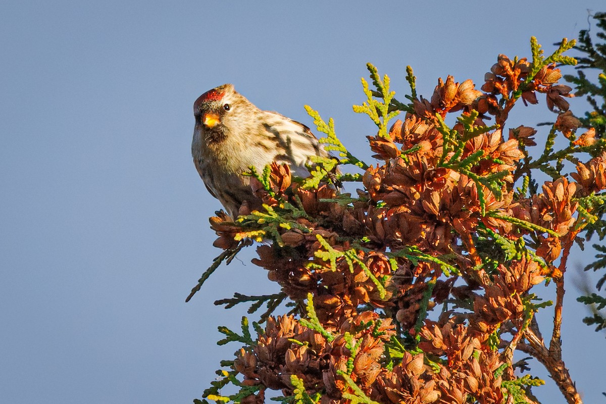 Redpoll - ML644866641
