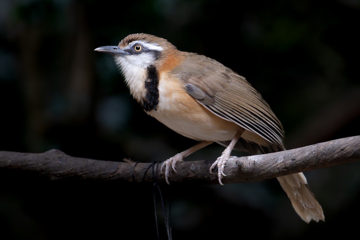Lesser Necklaced Laughingthrush - ML644866650