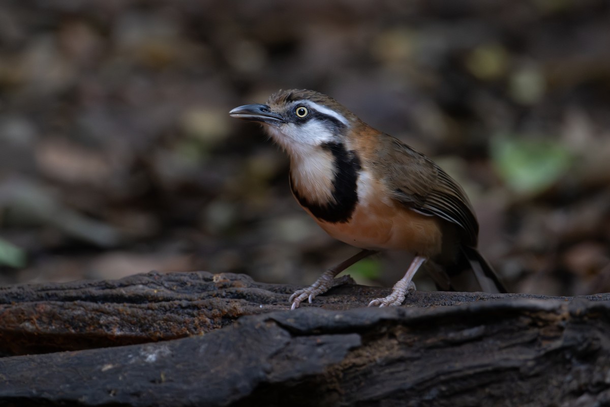 Lesser Necklaced Laughingthrush - ML644866661