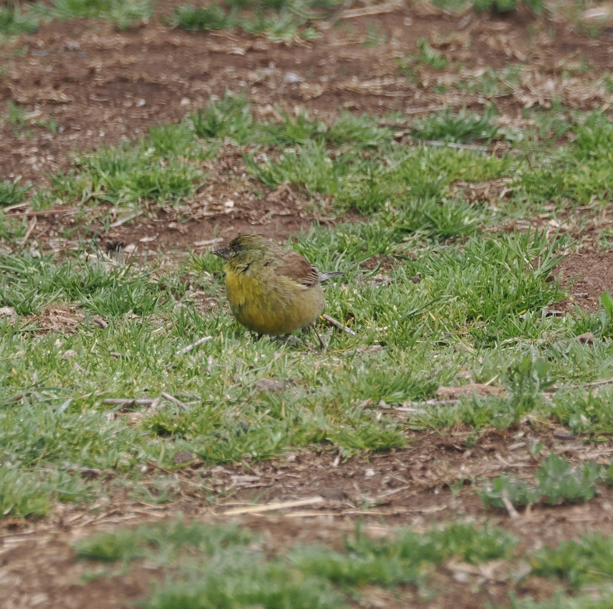 Drakensberg Siskin - ML644866663