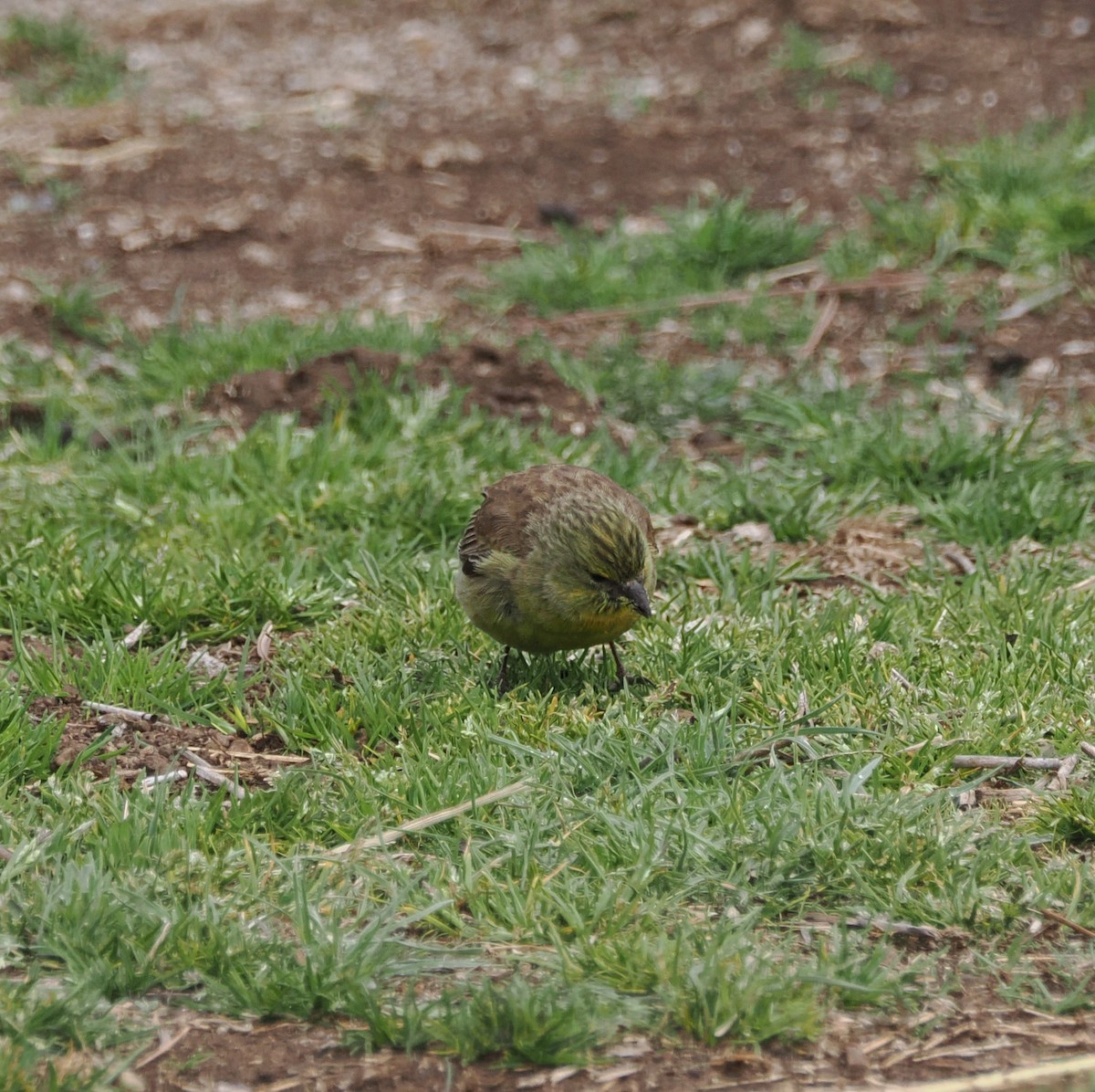 Drakensberg Siskin - ML644866664