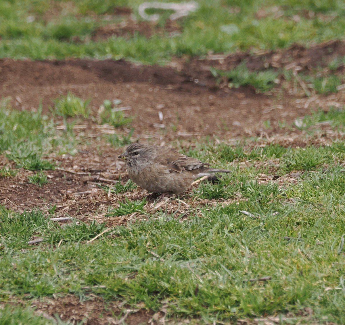 Drakensberg Siskin - ML644866665