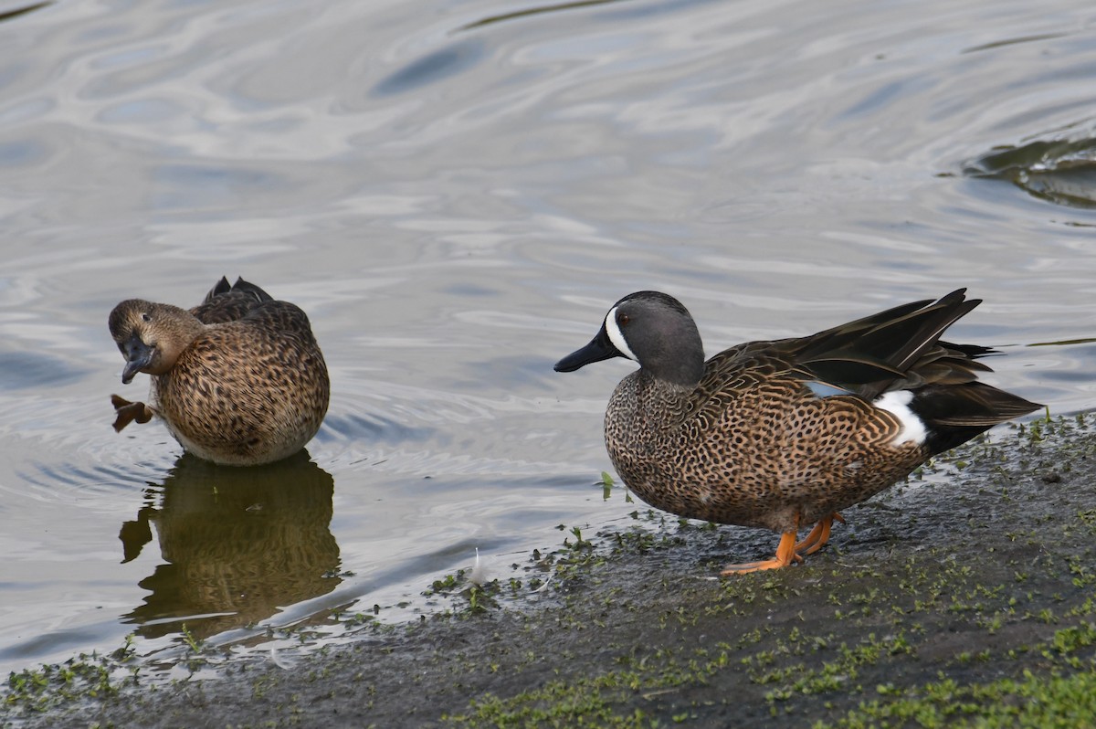 Синекрылый чирок - ML644866715