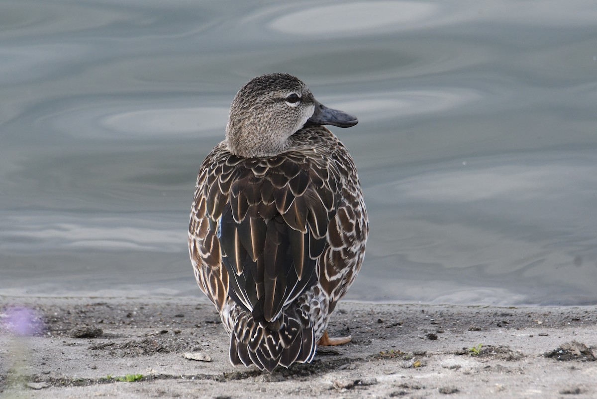 Синекрылый чирок - ML644866716