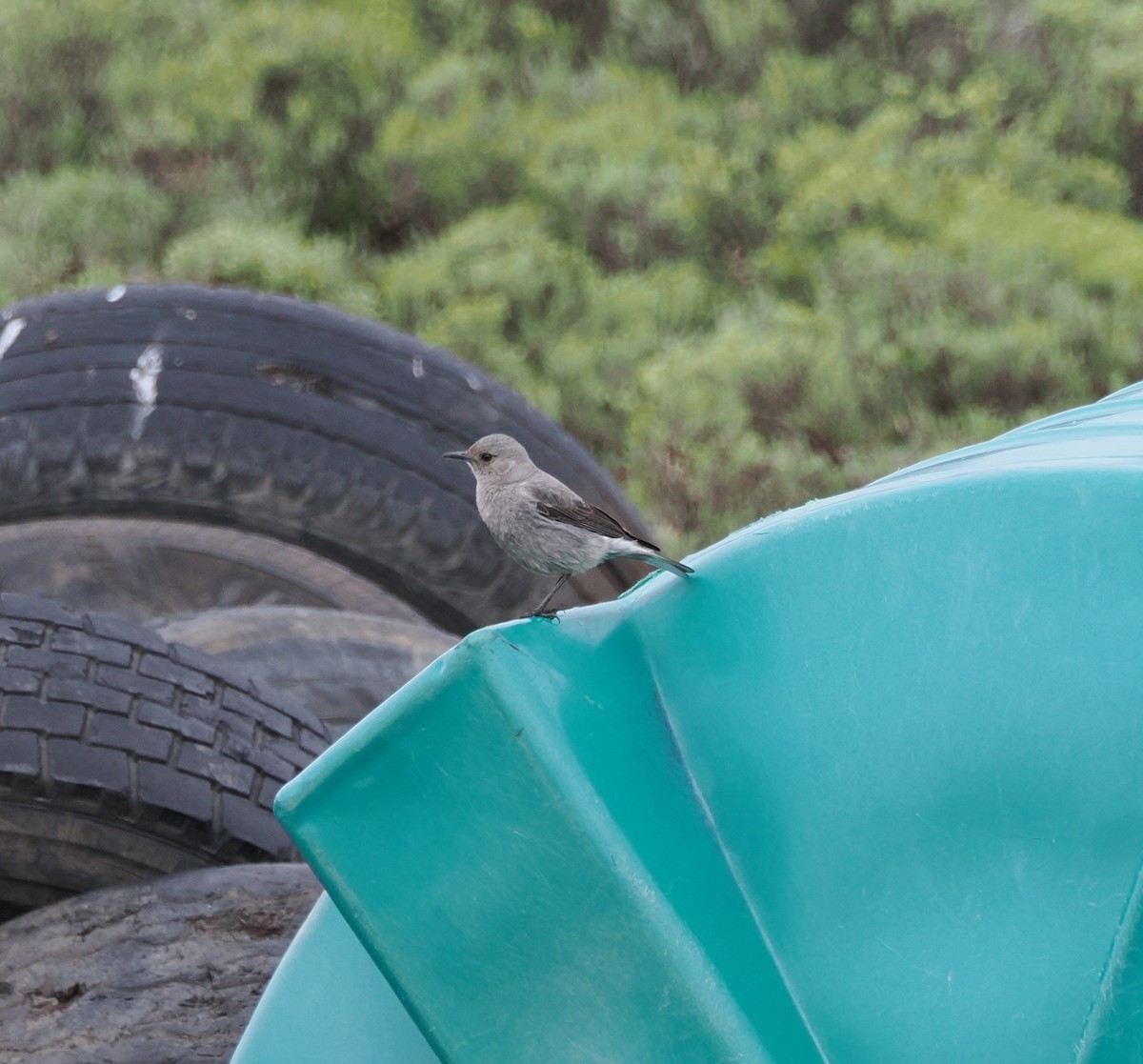 Mountain Chat - ML644866725