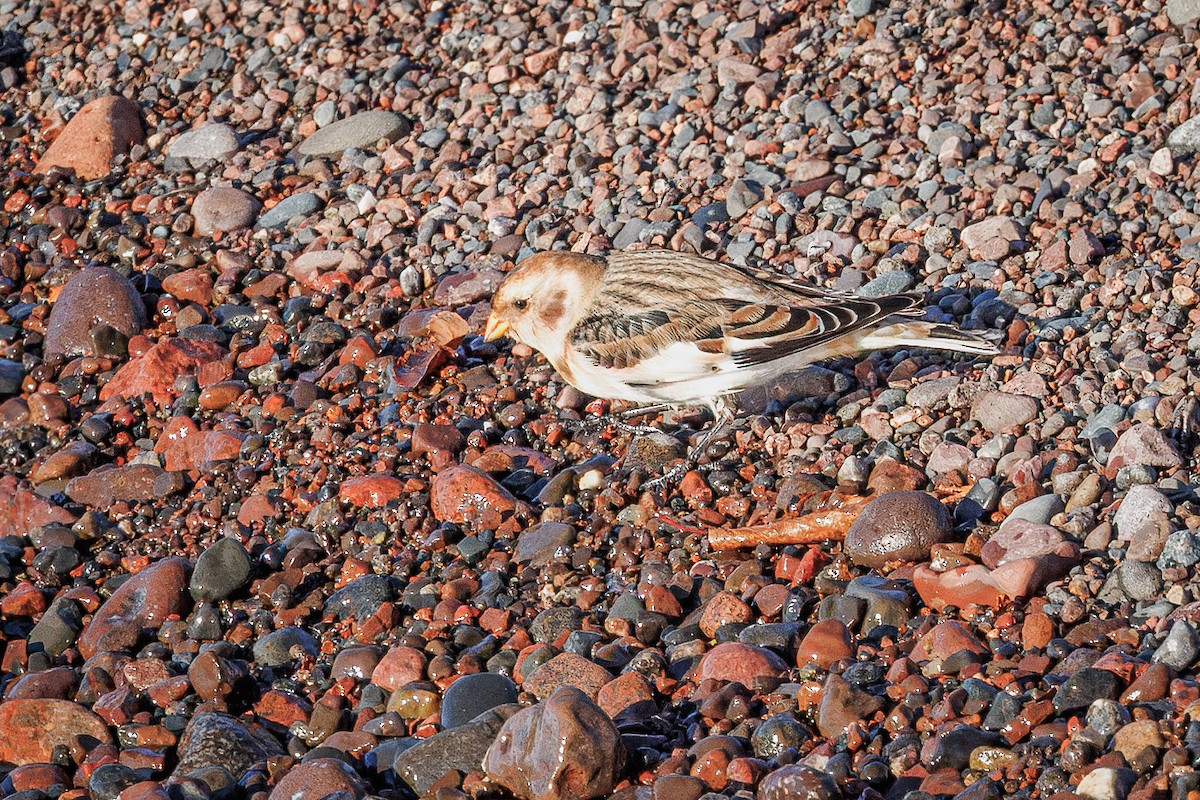 Snow Bunting - ML644866726