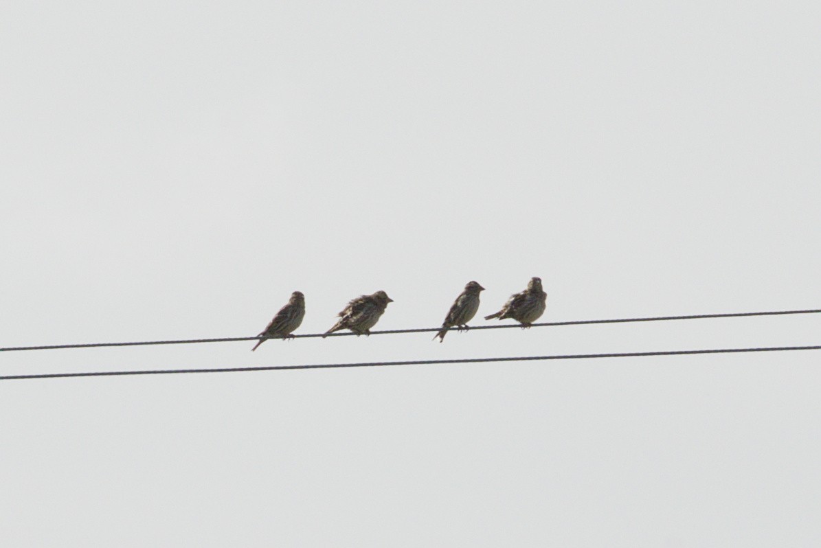 Rock Sparrow - ML644866737