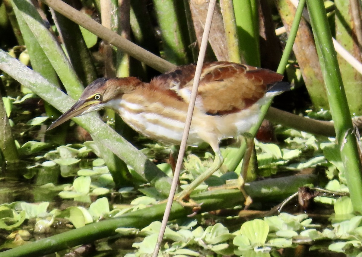 Least Bittern - ML644866738