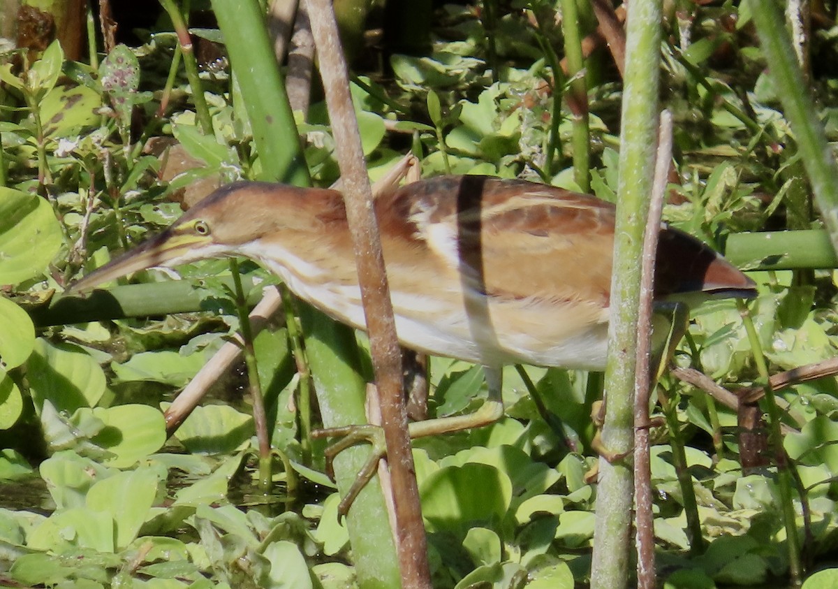 Least Bittern - ML644866739