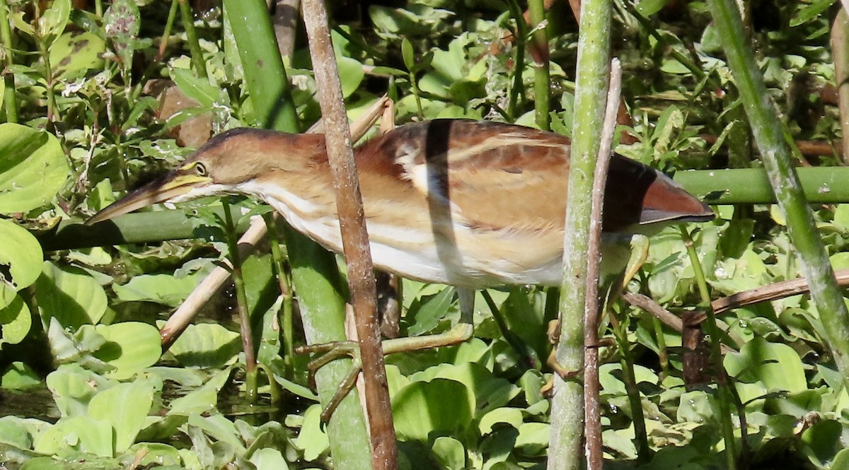Least Bittern - ML644866740