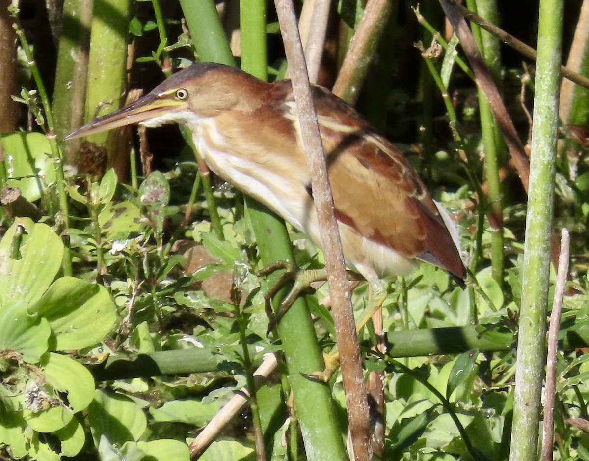 Least Bittern - ML644866741