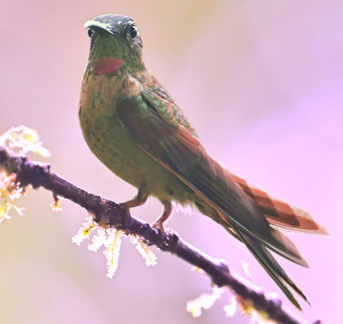Fawn-breasted Brilliant - ML644866742
