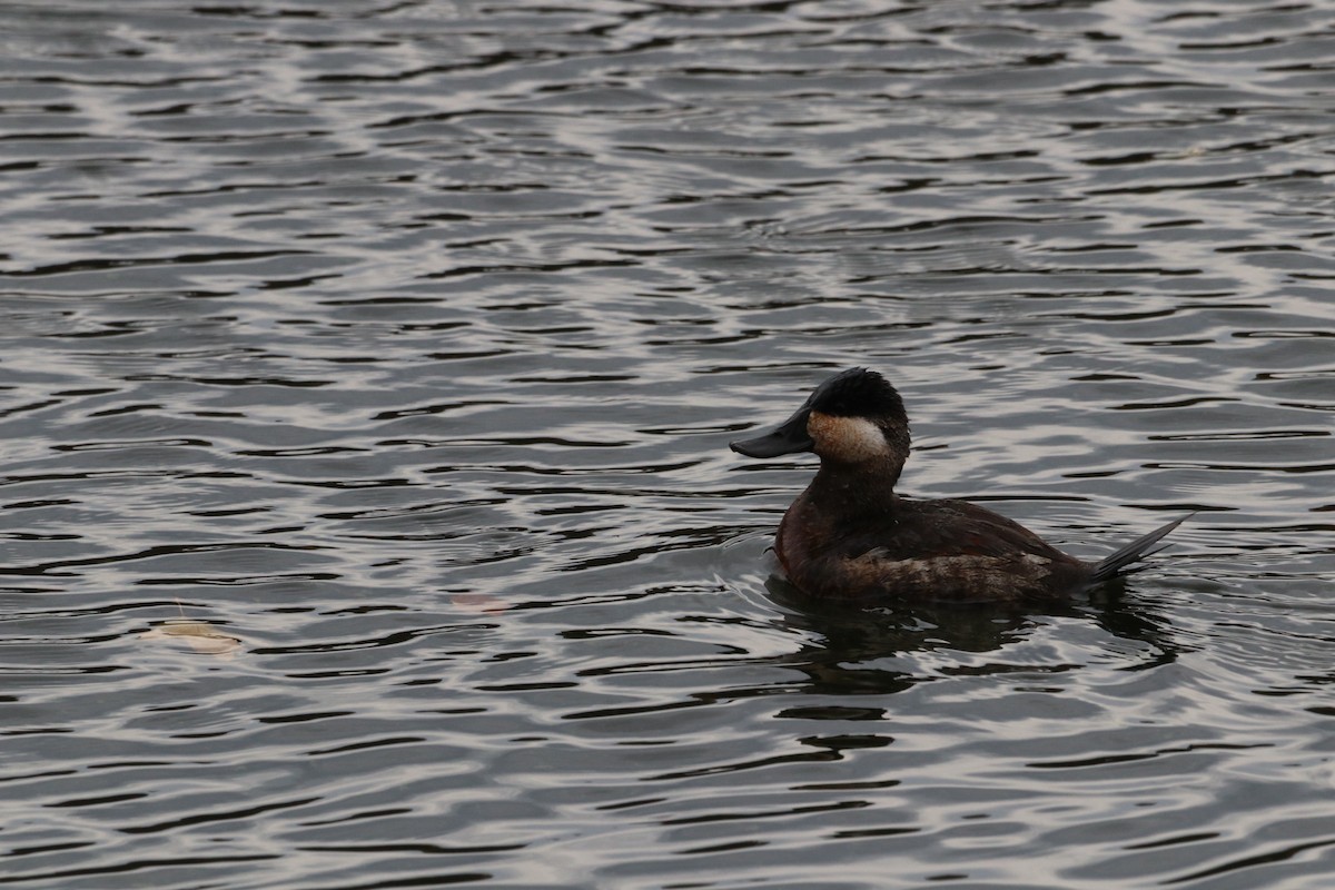 Ruddy Duck - ML644866750
