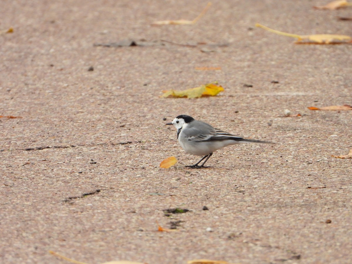 konipas bílý - ML644866753