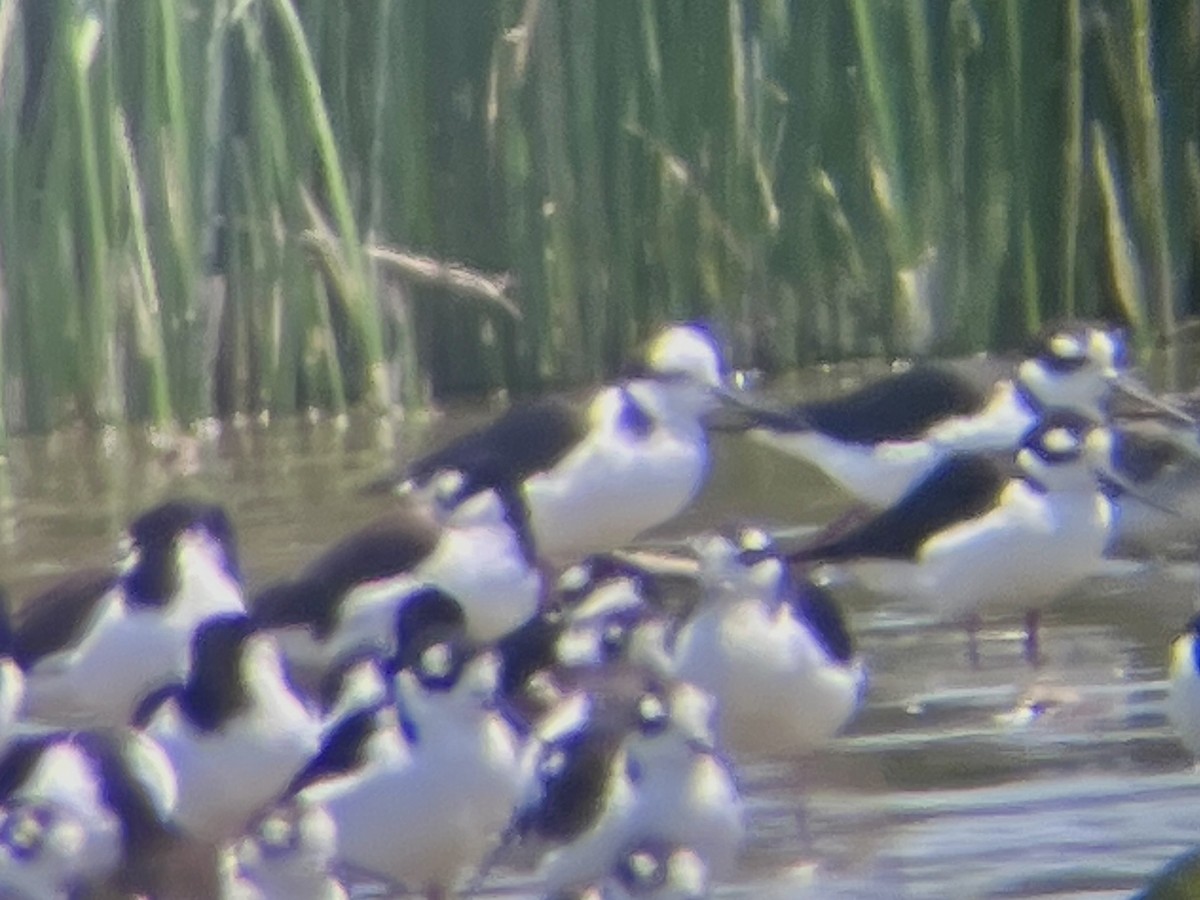 pisila černokrká (ssp. melanurus) - ML644866761