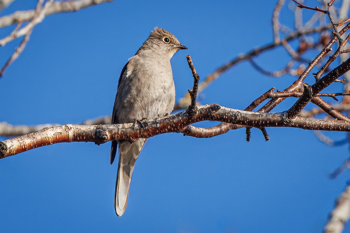 Townsend's Solitaire - ML644866778