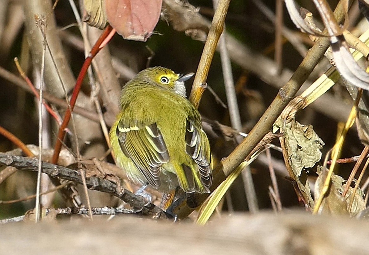 White-eyed Vireo - ML644866805