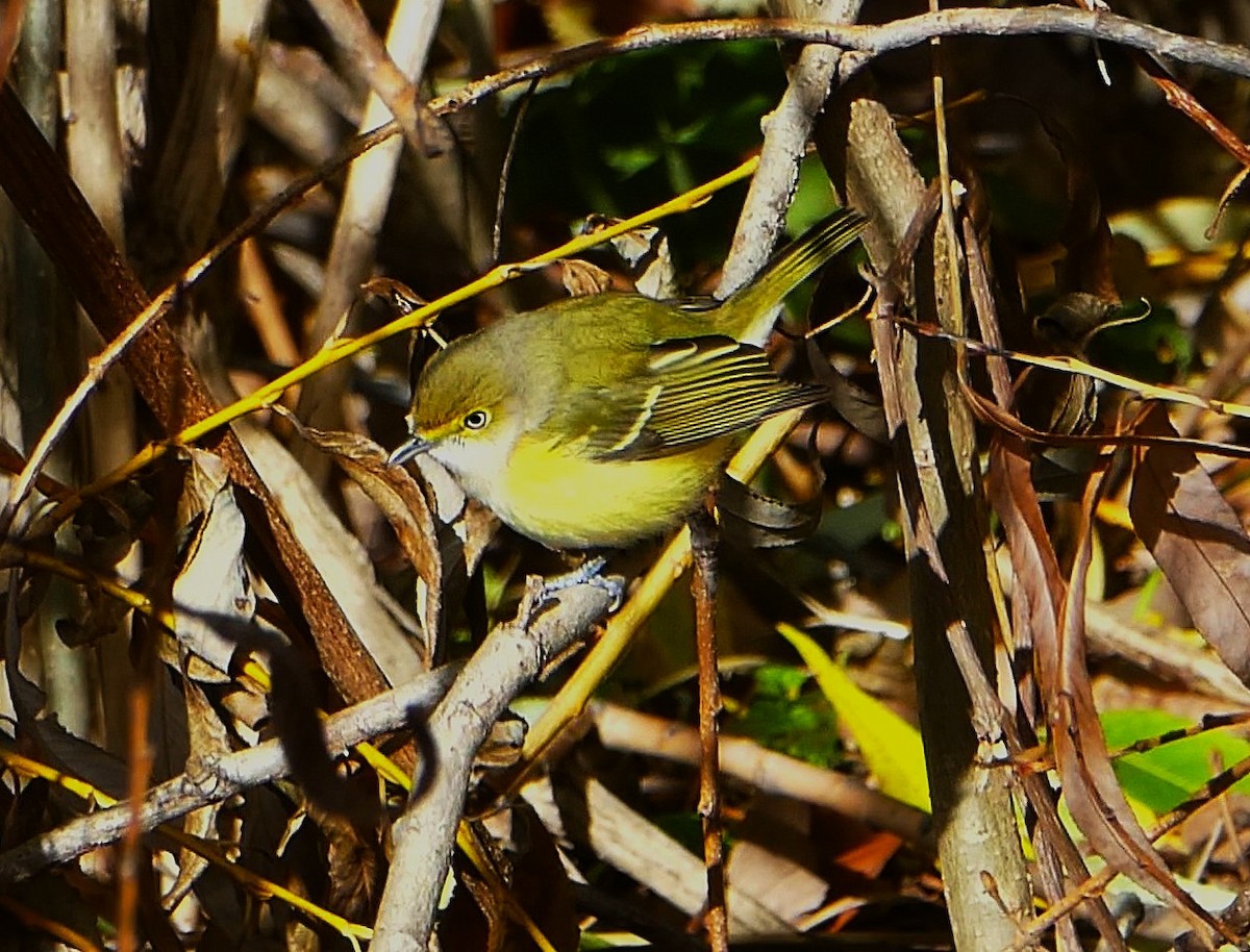 White-eyed Vireo - ML644866806