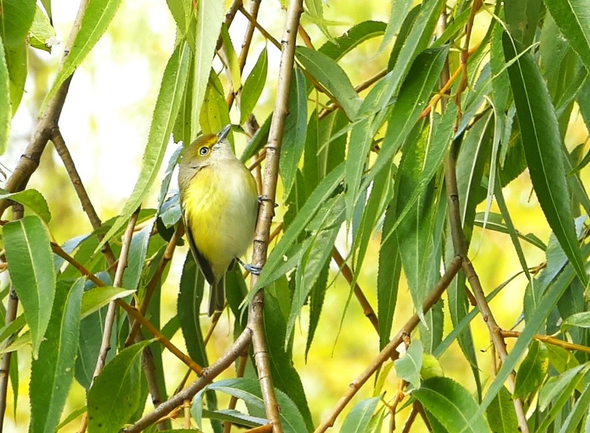 White-eyed Vireo - ML644866807