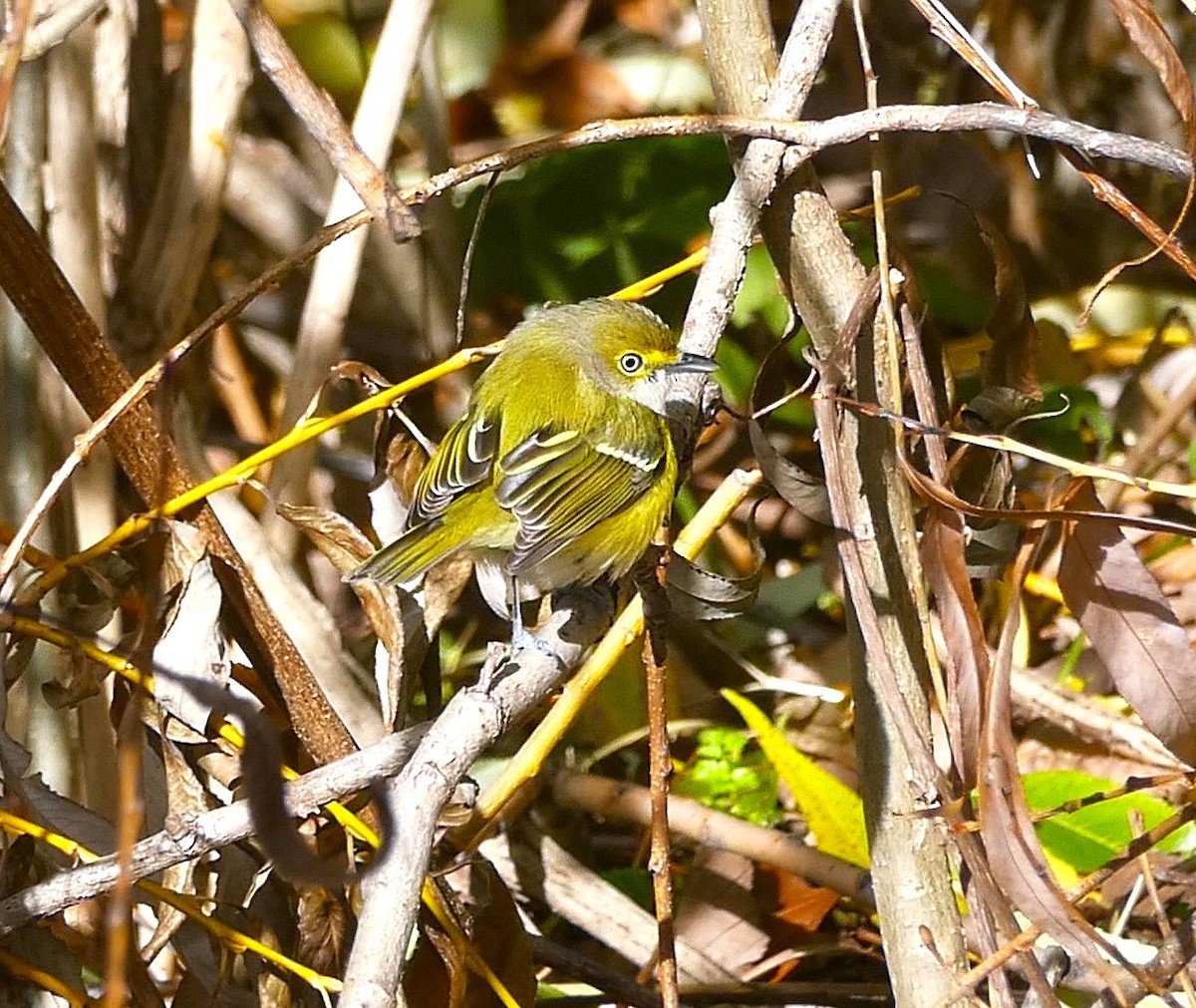 White-eyed Vireo - ML644866808