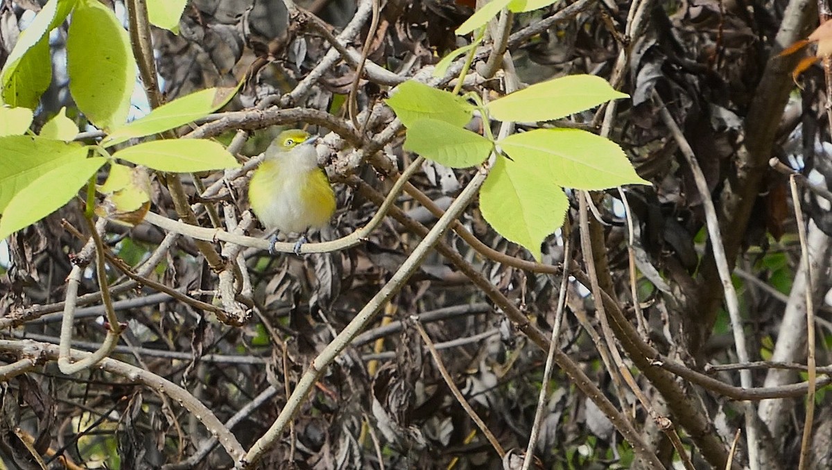 White-eyed Vireo - ML644866809