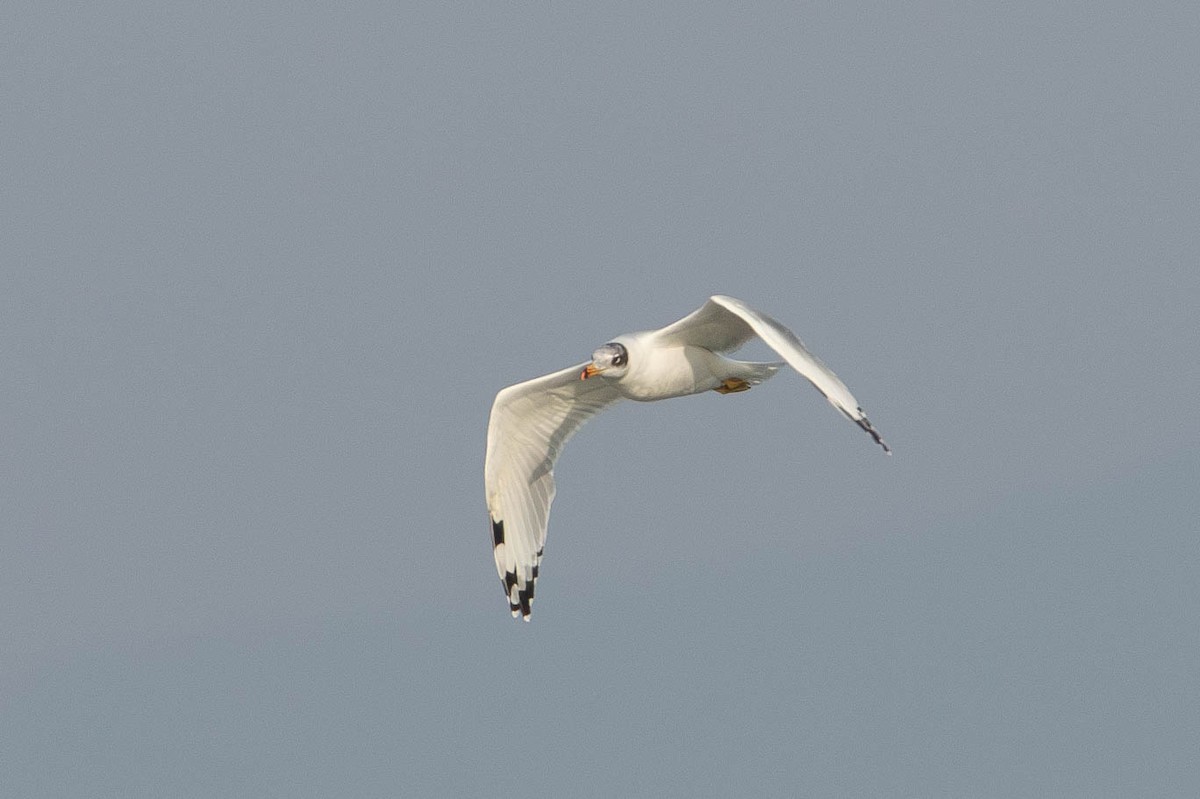 Pallas's Gull - ML644866810