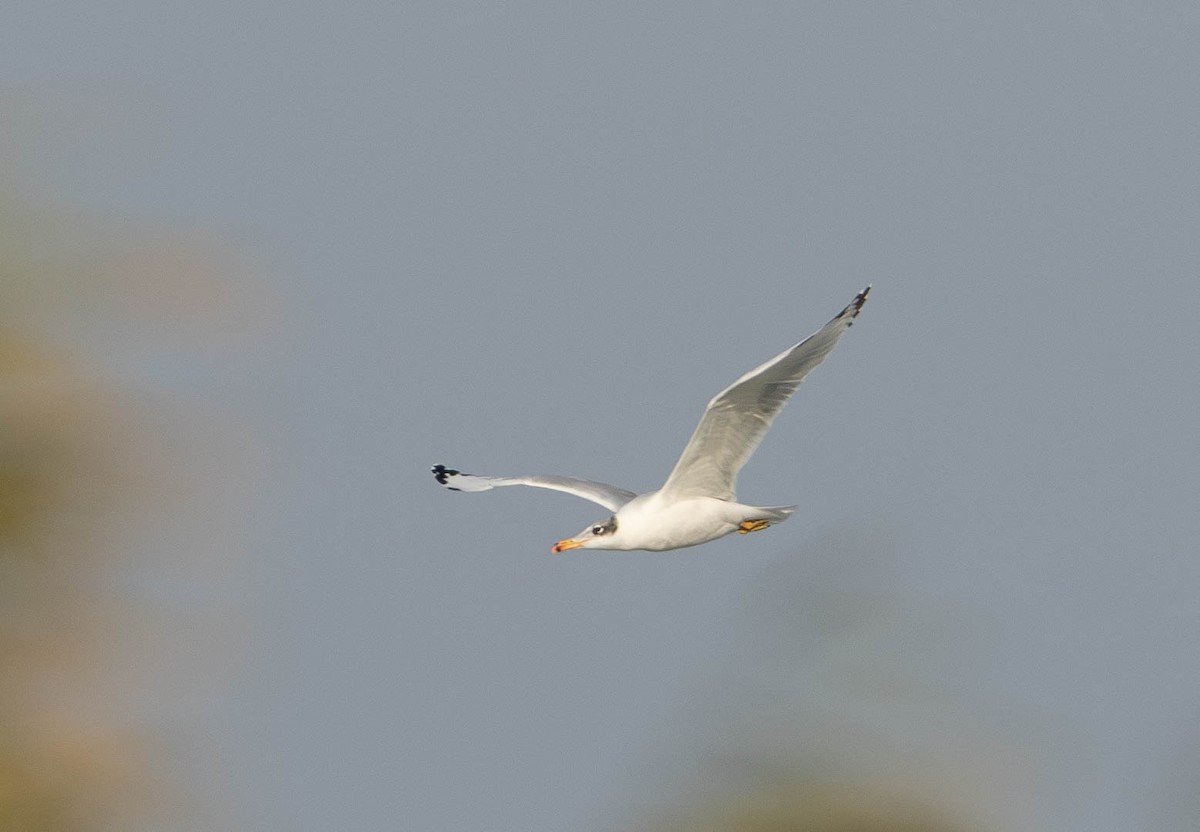 Pallas's Gull - ML644866811