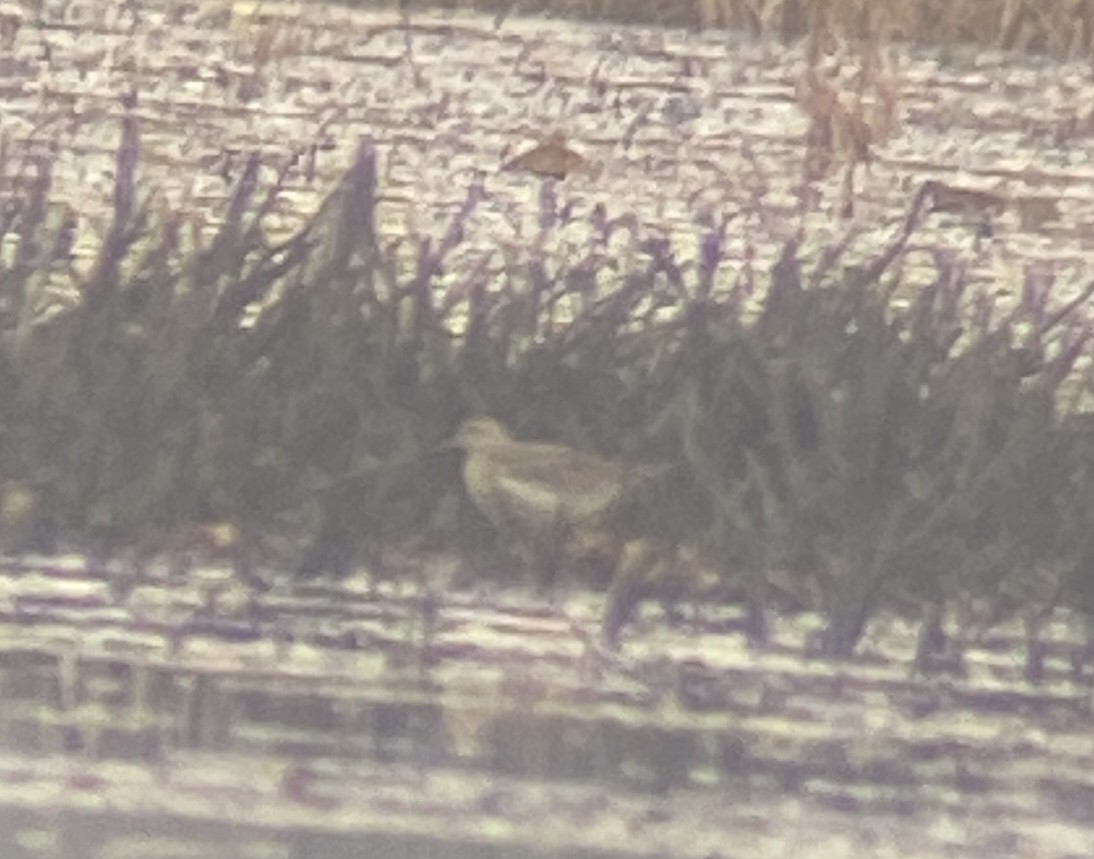 jespák skvrnitý - ML644866815