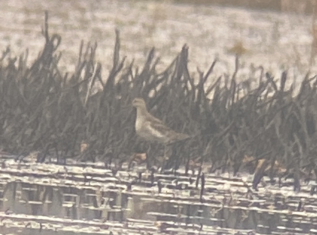 jespák skvrnitý - ML644866816