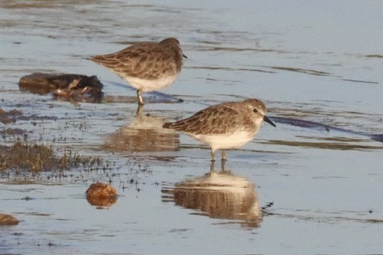 Least Sandpiper - ML644866818